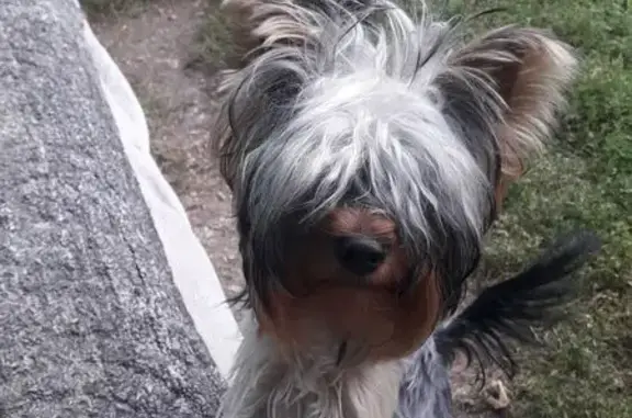 Пропала собака Йорк, ул. Тельмана, Сулин - photo