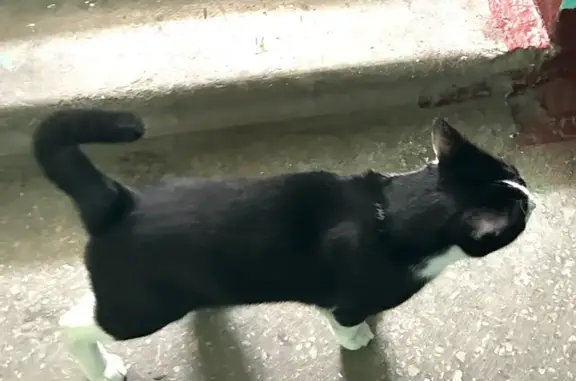 Найдена кошка, Казань, фото: Кошка найдена: ул. Глушко, 3, Казань