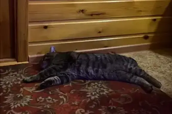 Пропал котик Кузя, ул. Молодёжная, 132 - photo