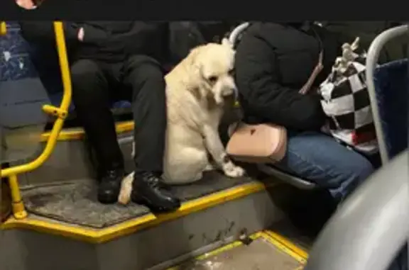 Найдена собака, Уфа, фото: Найдена собака, ул. Ленина, 26, Уфа