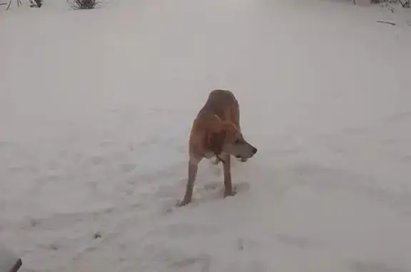 Гончак найден на Первомайской, 57, Уварово - photo