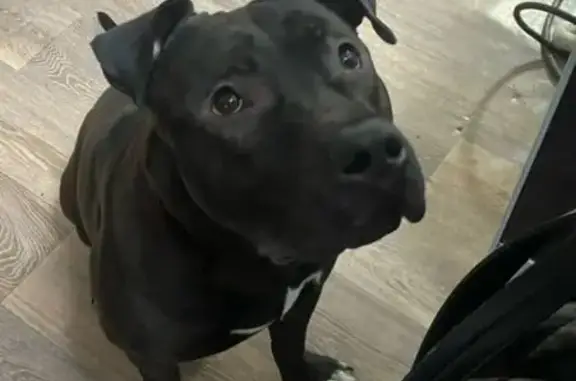 Найденные животные Томск, фото: Найдена собака, ул. Яковлева, 21, Томск