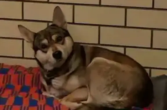 Найдена собака, Староживотинное, фото: Собака найдена: Сельский пер., Староживотинное