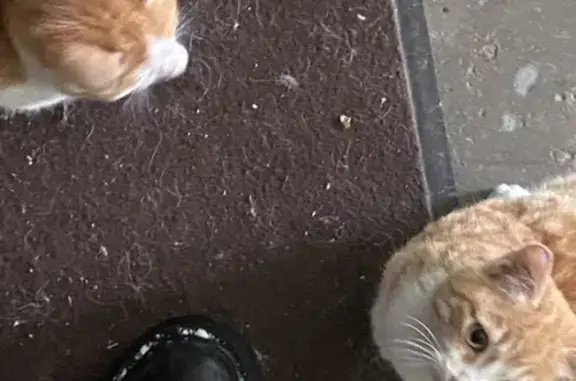 Найдена кошка, Иркутск, фото: Кошка найдена на Геологов, 13, Иркутск