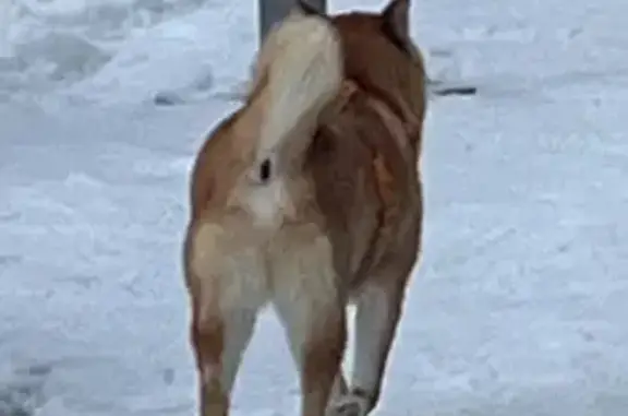 Найденные животные Томск, фото: Собака найдена у мебель-парка, Пушкина 59/1