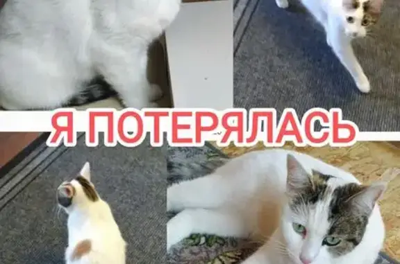 Пропала кошка в Шугарово, Михнево, Новоселки - photo