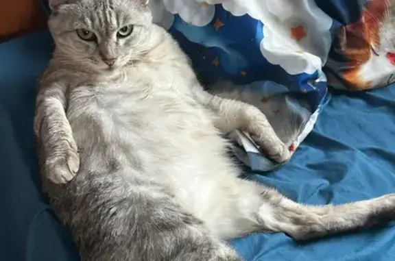 Пропала кошка на ул. Красноштанова, 6 - photo