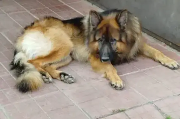 Пропала овчарка, Лосино-Петровский - photo