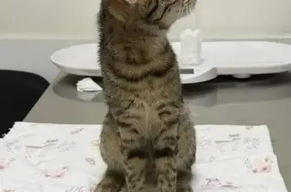 Найдена кошка, Омск, фото: Найдена серая кошка, Волгоградская 5, Омск