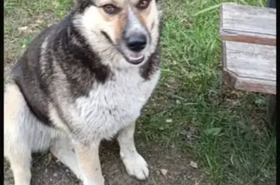 Пропала собака на ст. Воймежный, МО - photo