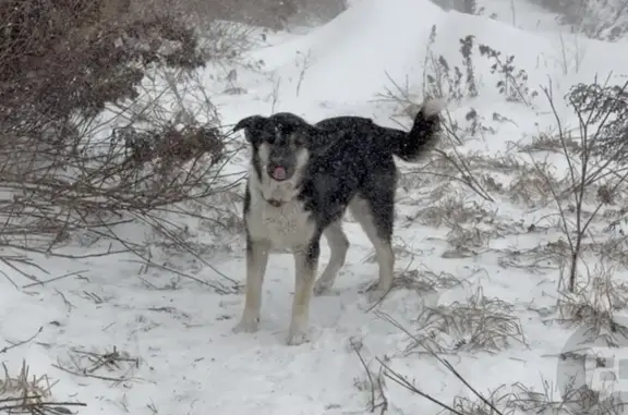 Найдена собака, Русский, фото: Собака найдена: Аэродромная ул., Русский