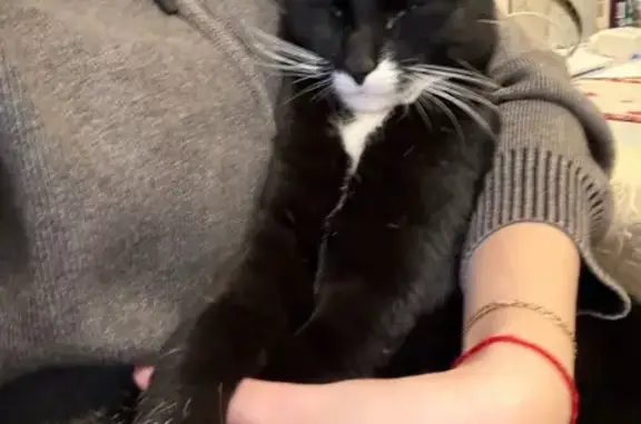 Найдена кошка, Тосно, фото: Найдена черная кошка, Чехова 10, Тосно