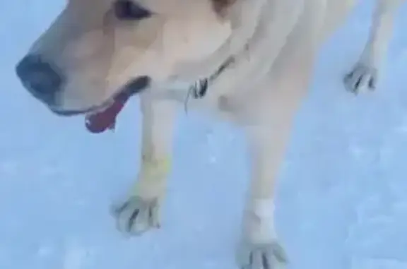 Найдена собака, Топки, фото: Найдена собака, Топки, Кемеровская обл.