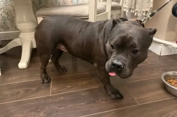 Объявления о пропавших и найденных животных, Санкт-Петербург, фото: Потерялась питбуль, Большой Сампсониевский