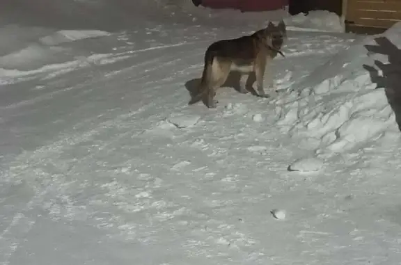 Пропала овчарка, ул. Революционная, 94А - photo