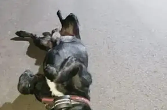 Пропала собака, Краснознамённая 54, Краснодар - photo