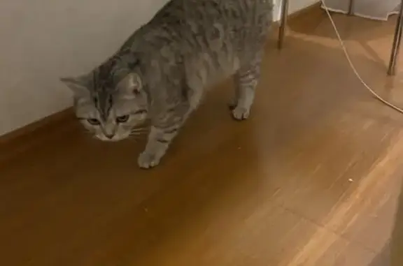 Найдена кошка, Самара, фото: Найдена кошка у Антика, Пензенская 143