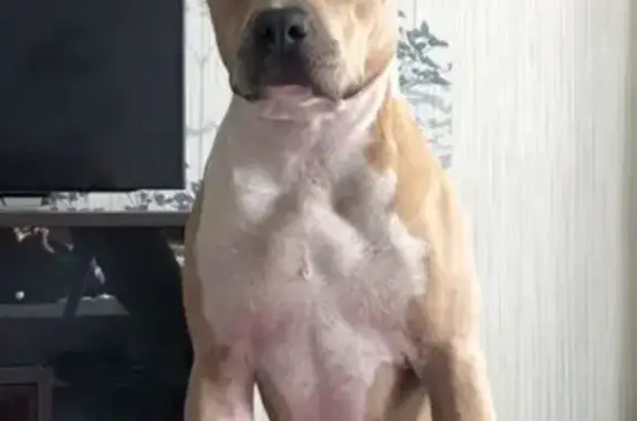 Пропала собака, ул. Мусы Джалиля, Нижневартовск - photo