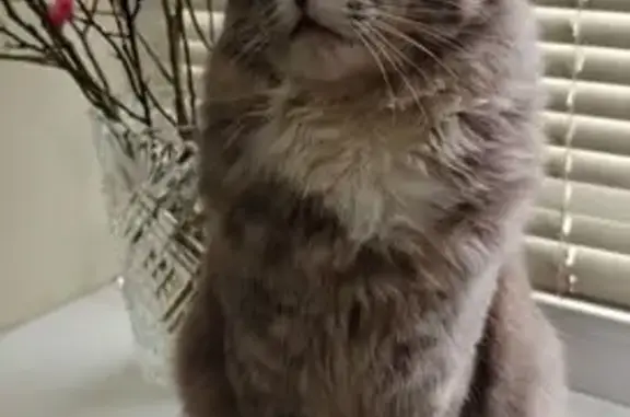 Пропала кошка, Коммунарка, Москва - photo