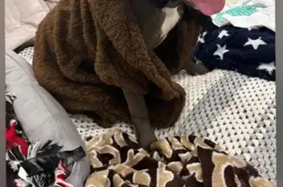 Пропала собака, ул. Яшиной, Пенза - photo