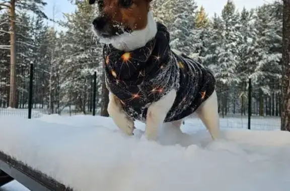 Объявления о пропавших и найденных животных, Когалым, фото: Пропала собака Джесси, Когалым, ХМАО