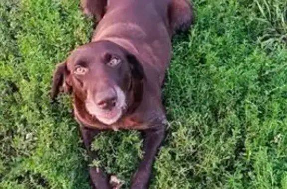 Пропала собака, Школьный пер., Бурла - photo