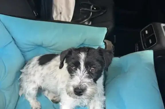 Пропала собака, ул. Суворова, Калуга - photo