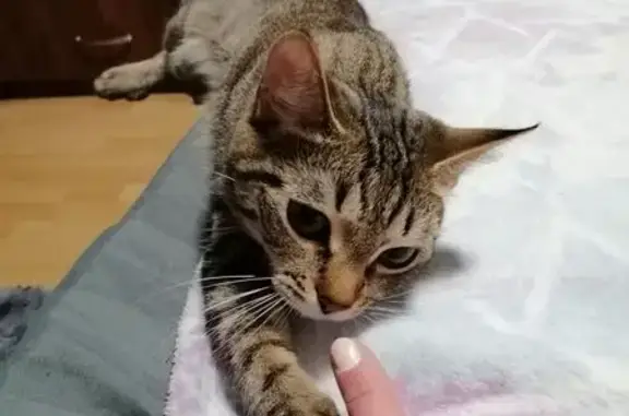 Пропала кошка, Выучейского 74, Архангельск - photo