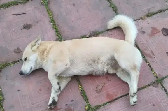 Собаки потеряшки, Мгинское, фото: Потеряшка собака у Северной дороги, Мга