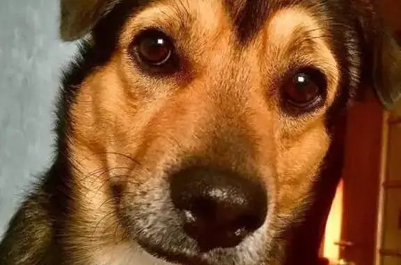 Пропала собака, Лопатино, Дачная ул. - photo