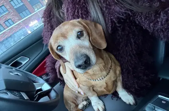 Найдена собака, Тверь, фото: Нашли таксу на Цветочной, Тверь