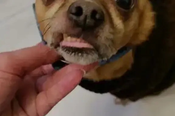 Найдена собака, Пушкино, фото: Найдена собака, Пушкино, Лесная 16А