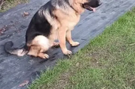 Пропала собака на Юго-Восточной, 13 - photo