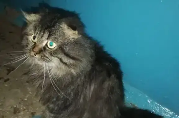 Объявления о пропавших и найденных животных, Альметьевск, фото: Красивая кошка найдена, ул. Нефтяников, 11