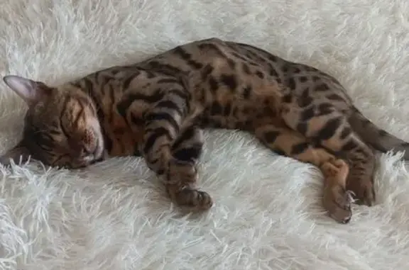 Пропала кошка, ул. Ленина 48б, Киров - photo