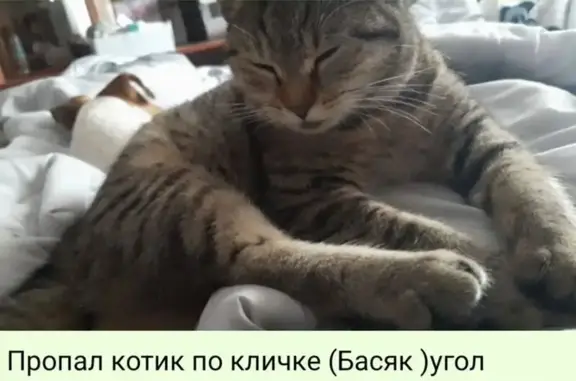 Пропала кошка, ул. Герцена, 63, Майкоп - photo