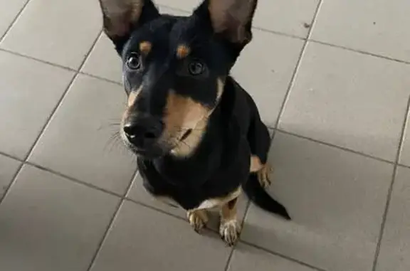 Найдена собака, Ижевск, фото: Собака найдена в автобусе, ул. Гагарина