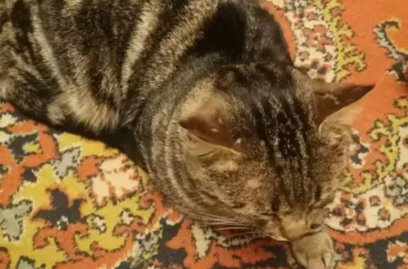 Найдена кошка, Москва, фото: Найдена кошка на Лётчика Бабушкина, 6