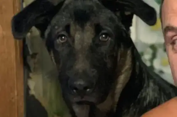 Пропала собака, Пойменная ул., Ростов-на-Дону - photo