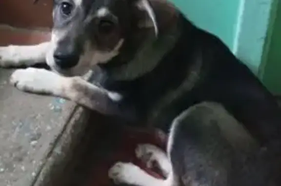 Найдена собака, Нижний Новгород, фото: Собака найдена: Московское шоссе, 185