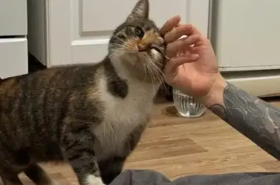 Найдена кошка, Санкт-Петербург, фото: Трехцветная кошка найдена у наб. Кутузова, 32