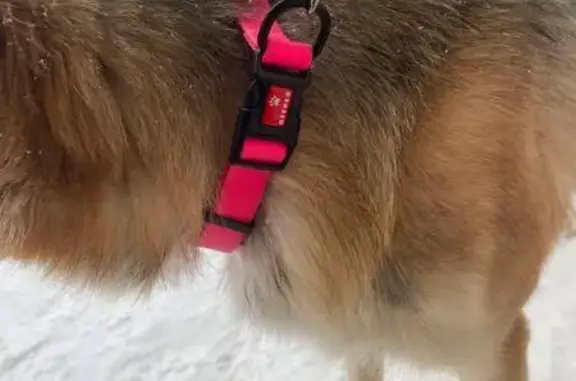 Найдена собака, Казань, фото: Собака найдена: ул. Журналистов, Казань