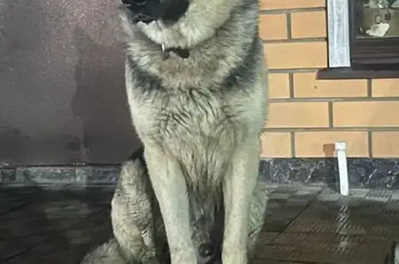 Пропала овчарка, Брянск, Фосфоритная ул. - photo