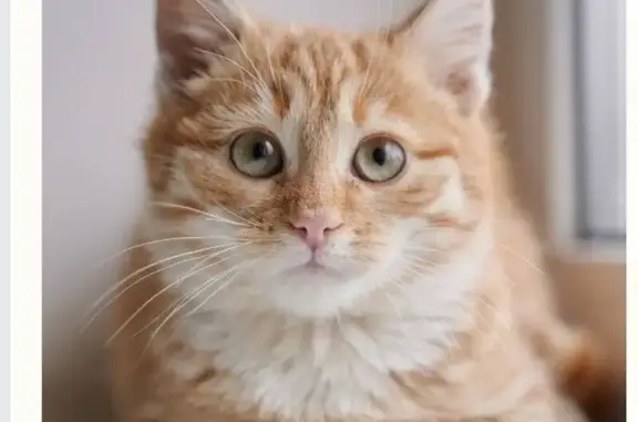 Пропал котенок, Балаклавский пр., 16, Москва - photo