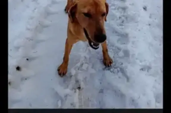 Пропала собака, Свердловская обл. - photo