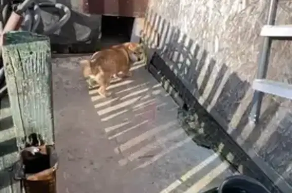 Пропала Сиба Ину, Сергиев Посад, Кирпичная 1А - photo