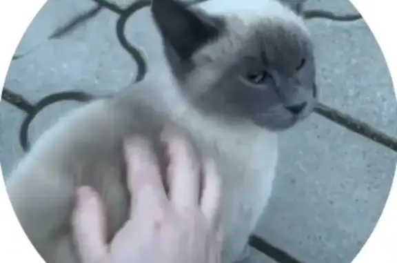 Найдена кошка, Ставрополь, фото: Найден котик, Долина 1-я ул., 5, Ставрополь