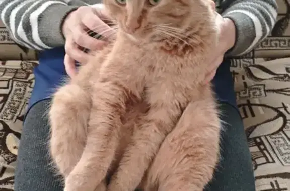 Пропала рыжая кошка, Комсомольский пер. - photo