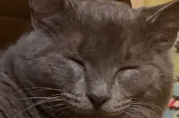 Пропала кошка, ул. Б. Хмельницкого, 9, Вязьма - photo