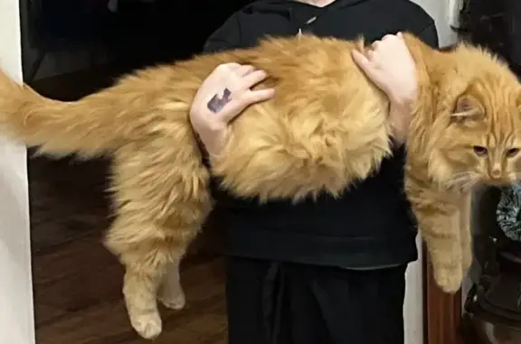 Пропала кошка в Бирске, Башкирия - photo